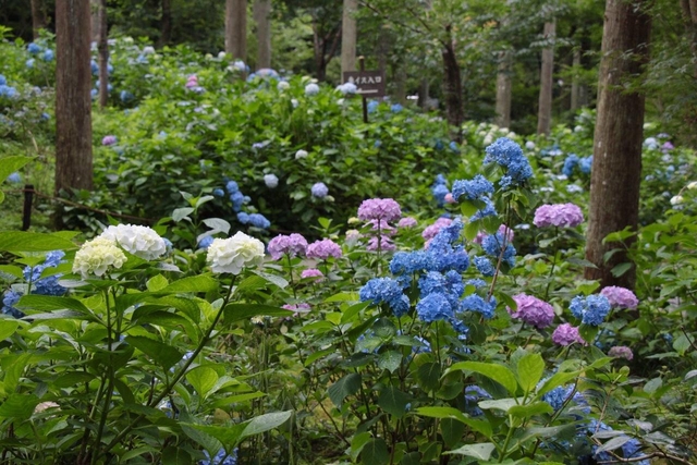 京都的紫阳花